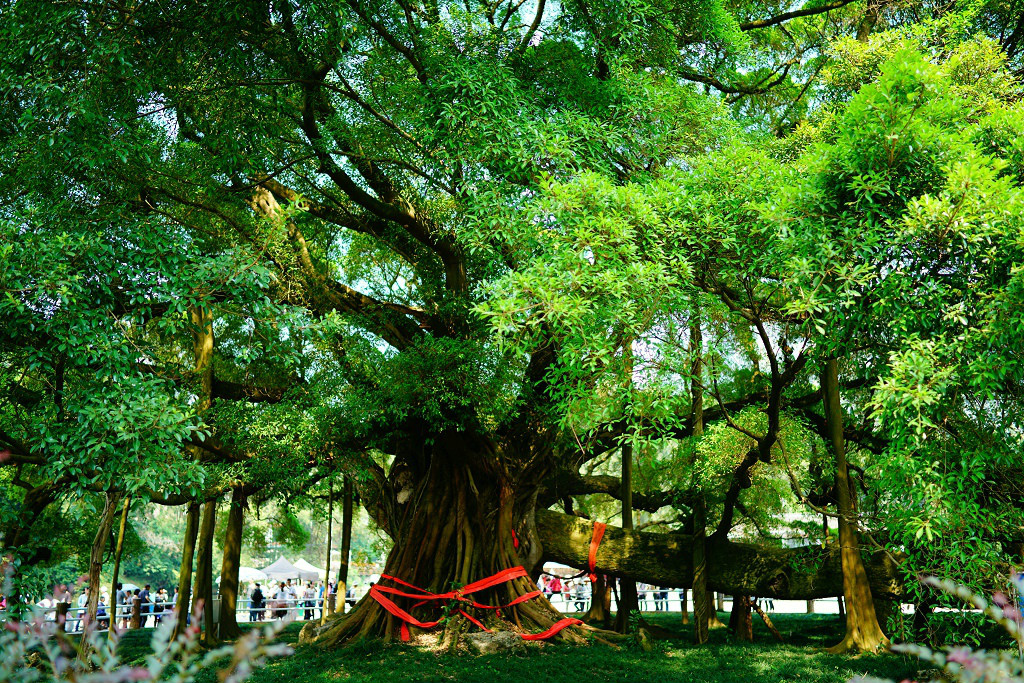 大榕树风景区        