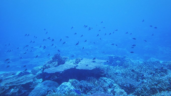 帕劳被称为『上帝的水族馆』,常看到有各种各样的赞誉: -被CNN评为海岛旅游国度第一名 -被世界知名海洋学者、潜水者、水中摄影师,共同推选为世界7大水底奇观之首 -被联合国教科文组织授予自然文化双遗产地 -被国家地理杂志评为人生一定要去的50个地方之一 所以到了帕劳,要深潜才不辜负这片海。帕劳的官方宣传册上介绍帕劳的潜水季在每年的1-4月,但全年都适合潜水的。在这里可以花几天时间考证,如果没有考证,也可以跟我们一样报名一日的深潜体验,最深下到15米。即便是零基础的人也可以体验,亲测有效!和我们同船有潜水证