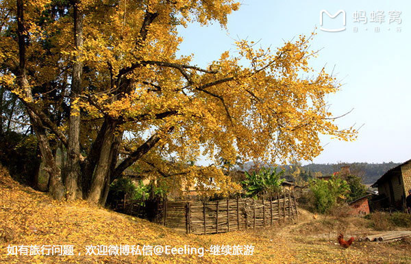广东省南雄市坪田镇是粤北有名的银杏之乡,这里夏末盛产银杏,秋末盛产银杏叶。每年11月中旬至12月上旬,翠绿欲滴的叶子都变成了一只只金黄的蝴蝶挂满枝头。南雄是国内纬度最低的大自然银杏生长区域。目前南雄有银杏林10万多亩,主要分布在坪田、油山、帽子峰、主田等多个镇。坪田镇,由以丛生古银杏群而闻名。这里有古银杏树5000多株,主要分布在汪汤、垇背、姜塘、迳洞、军营寨等村。 银杏又有公孙树之称。与普洱茶里常说的爷爷的茶叶孙子卖之说意思一样。每年金秋时节片片黄叶随风飘落,满地金黄,甚是唯美。这里成了