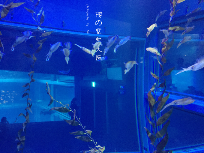 DAY1:3月30日 韩亚航空10:55-16:45(大连-名古屋 首尔转机)荣商业街名古屋电视塔堂吉柯德购物(宿:东京锦第一酒店) DAY2:3月31日 热田神宫名古屋城大须商业街大须观音寺千里马药局(宿:东京锦第一酒店) DAY3:4月1日 名古屋大阪心斋桥道顿堀hepfive梅田空中楼阁通天阁(宿:大国町民宿) DAY4:4月2日 大阪城公园大阪造币局大阪港大阪海游馆天保山大摩天轮(宿:大国町民宿) DAY5:4月3日 大阪神户