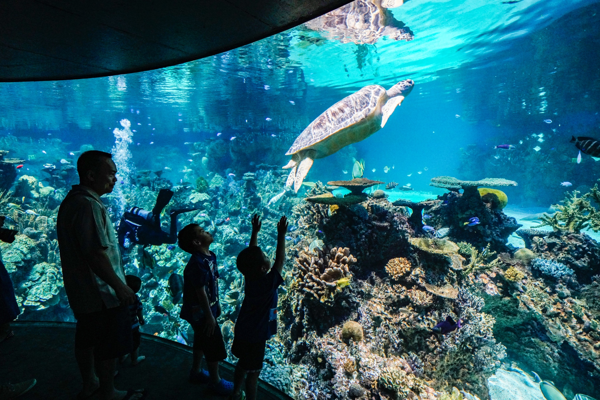 巴尔的摩国家水族馆      